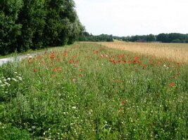 Rijnroute 2004 (171)